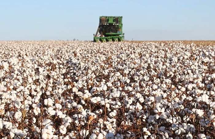 Médio-norte inicia colheita de algodão em Mato Grosso